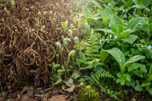 Aromatic Botanical Shreds (Crushed Dried & Peels) – Natural Plant Booster